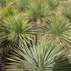 Yucca Rostrata - Totale Hoogte 50-70 Cm Pot 26 Cm -Tuin Gloed Verkoop 1991664063