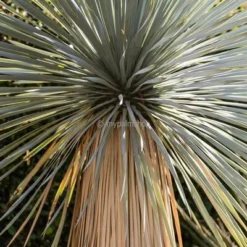 Yucca Rostrata - Totale Hoogte 50-70 Cm Pot 26 Cm -Tuin Gloed Verkoop 1991664066