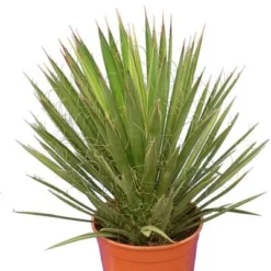 Yucca Filifera - Totale Hoogte 50-70 Cm - Pot Ø 23 Cm