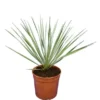 Yucca Rostrata - Totale Hoogte 40-60 Cm - Pot Ø 20 Cm