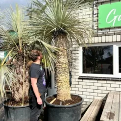 Yucca Rostrata - Dikke Stam - Stamomtrek 100-110 Cm - Stam 150-170 Cm - Totale Hoogte 300+ Cm [pallet]