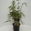 Fargesia Robusta - Totale Hoogte 40+ Cm - Pot 2 Ltr