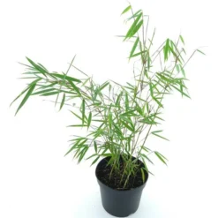 Fargesia Robusta Campbell - Totale Hoogte 80+ Cm - Pot 5 Ltr -Tuin Gloed Verkoop 1991665446