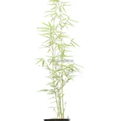 Fargesia Robusta Campbell - Totale Hoogte 80+ Cm - Pot 5 Ltr -Tuin Gloed Verkoop 1991665449
