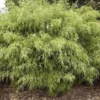 Fargesia Rufa - Totale Hoogte 60+ Cm - Pot 5 Ltr