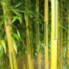 Phyllostachys Aureosulcata Spectabilis - Totale Hoogte 170+ Cm - Pot 5 Ltr
