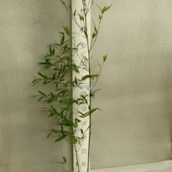 Phyllostachys Aureosulcata Aureocaulis - Totale Hoogte 100+cm - Pot 5 Ltr -Tuin Gloed Verkoop 1991665749