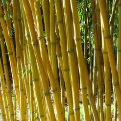 Phyllostachys Aureosulcata Aureocaulis - Pot 15 Ltr [pallet]