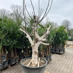 Ficus Carica Brown Turkey - Pot Ø 90 Cm [pallet] -Tuin Gloed Verkoop 1991665788