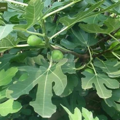 Ficus Carica Brown Turkey - Pot Ø 90 Cm [pallet] -Tuin Gloed Verkoop 1991665794