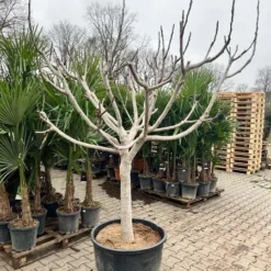 Ficus Carica Brown Turkey - Pot Ø 70 Cm [pallet]