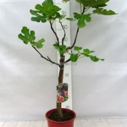 Ficus Carica Brown Turkey Pot Ø 23 Cm Totale Hoogte 90-110 Cm -Tuin Gloed Verkoop 1991665914