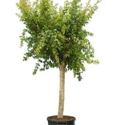 Punica Granatum Dente Di Cavallo - Pot Ø 38 Cm [pallet] -Tuin Gloed Verkoop 1991666103
