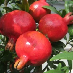 Punica Granatum Dente Di Cavallo - Pot Ø 50 Cm [pallet] -Tuin Gloed Verkoop 1991666130