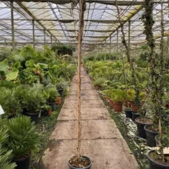 Platanus Acerifolia - Pot Ø 35 Cm [pallet] -Tuin Gloed Verkoop 1991666229