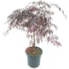 Acer Palmatum Tamukeyama - Stam 55-65 Cm - Totale Hoogte 110-130 Cm - Pot 15 Ltr