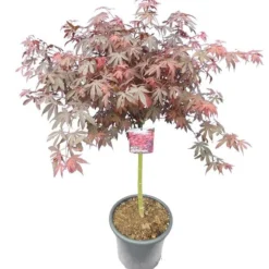 Acer Palmatum Skeeters Broom - Stam 60-70 Cm - Totale Hoogte 120-140 Cm - Pot 15 Ltr