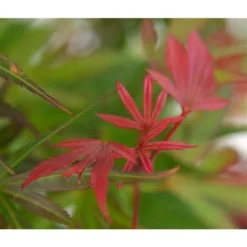 Acer Palmatum Skeeters Broom - Stam 60-70 Cm - Totale Hoogte 120-140 Cm - Pot 15 Ltr -Tuin Gloed Verkoop 1991666265