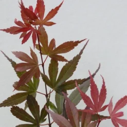 Acer Palmatum Skeeters Broom - Stam 60-70 Cm - Totale Hoogte 120-140 Cm - Pot 15 Ltr -Tuin Gloed Verkoop 1991666268