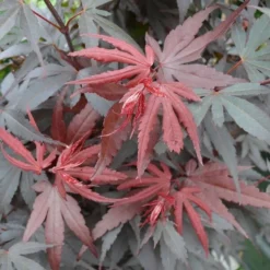 Acer Palmatum Skeeters Broom - Stam 60-70 Cm - Totale Hoogte 120-140 Cm - Pot 15 Ltr -Tuin Gloed Verkoop 1991666271