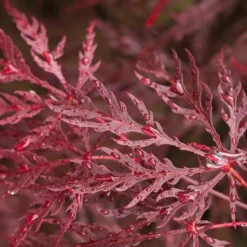 Acer Palmatum Dissectum Garnet - Stam 50-60 Cm - Totale Hoogte 110-130 Cm - Pot 15 Ltr -Tuin Gloed Verkoop 1991666310