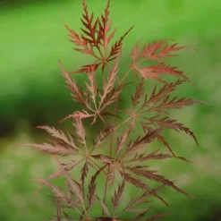 Acer Palmatum Dissectum Garnet - Stam 50-60 Cm - Totale Hoogte 110-130 Cm - Pot 15 Ltr -Tuin Gloed Verkoop 1991666313