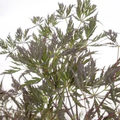 Acer Palmatum Dissectum Garnet - Stam 50-60 Cm - Totale Hoogte 110-130 Cm - Pot 15 Ltr -Tuin Gloed Verkoop 1991666316