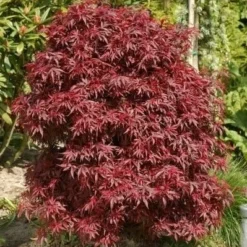 Acer Palmatum Dissectum Garnet - Stam 50-60 Cm - Totale Hoogte 110-130 Cm - Pot 15 Ltr -Tuin Gloed Verkoop 1991666319