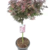 Acer Palmatum Shaina - Stam 60-80 Cm - Totale Hoogte 110-130 Cm - Pot 15 Ltr
