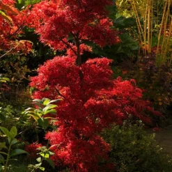 Acer Palmatum Shaina - Stam 60-80 Cm - Totale Hoogte 110-130 Cm - Pot 15 Ltr -Tuin Gloed Verkoop 1991666373