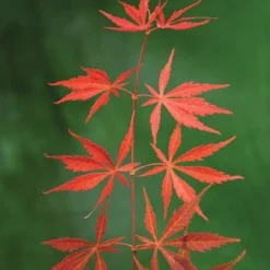Acer Palmatum Shaina - Stam 60-80 Cm - Totale Hoogte 110-130 Cm - Pot 15 Ltr -Tuin Gloed Verkoop 1991666379