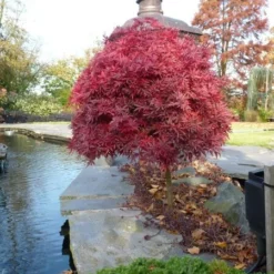 Acer Palmatum Shaina - Stam 60-80 Cm - Totale Hoogte 110-130 Cm - Pot 15 Ltr -Tuin Gloed Verkoop 1991666382