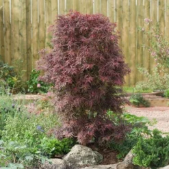 Acer Palmatum Shaina - Stam 60-80 Cm - Totale Hoogte 110-130 Cm - Pot 15 Ltr -Tuin Gloed Verkoop 1991666385