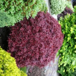 Acer Palmatum Shaina - Stam 60-80 Cm - Totale Hoogte 110-130 Cm - Pot 15 Ltr -Tuin Gloed Verkoop 1991666388