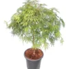Acer Palmatum Dissectum - Stam 55-65 Cm - Totale Hoogte 100-120 Cm - Pot 15 Ltr