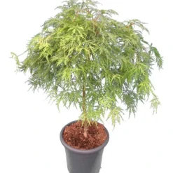 Acer Palmatum Dissectum - Stam 55-65 Cm - Totale Hoogte 100-120 Cm - Pot 15 Ltr