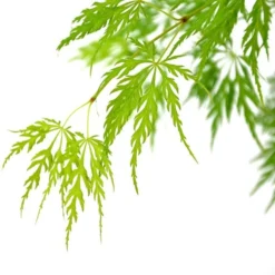 Acer Palmatum Dissectum - Stam 55-65 Cm - Totale Hoogte 100-120 Cm - Pot 15 Ltr -Tuin Gloed Verkoop 1991666445