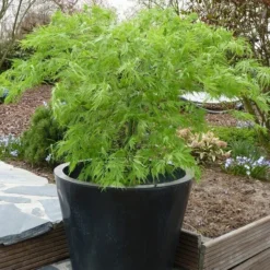 Acer Palmatum Dissectum - Stam 55-65 Cm - Totale Hoogte 100-120 Cm - Pot 15 Ltr -Tuin Gloed Verkoop 1991666448