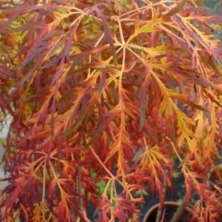 Acer Palmatum Dissectum - Stam 55-65 Cm - Totale Hoogte 100-120 Cm - Pot 15 Ltr -Tuin Gloed Verkoop 1991666451