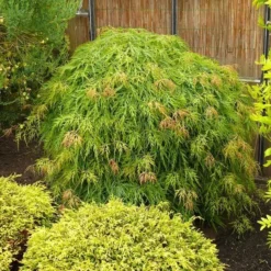 Acer Palmatum Dissectum - Totale Hoogte 60-80 Cm - Pot 3 Ltr -Tuin Gloed Verkoop 1991666541