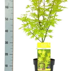 Acer Palmatum Summer Gold - Totale Hoogte 60-80 Cm - Pot 3 Ltr -Tuin Gloed Verkoop 1991666694