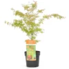 Acer Palmatum Wilson's Pink Dwarf - Totale Hoogte 50-70 Cm - Pot 3 Ltr