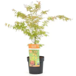 Tuin Gloed Verkoop 18 Acer Palmatum Wilson's Pink Dwarf - Totale Hoogte 50-70 Cm - Pot 3 Ltr