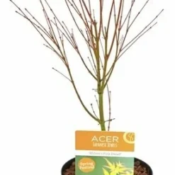 Tuin Gloed Verkoop -Tuin Gloed Verkoop 1991666718