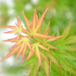 Acer Palmatum Wilson's Pink Dwarf - Totale Hoogte 50-70 Cm - Pot 3 Ltr 6 Acer Palmatum Wilson's Pink Dwarf - Totale Hoogte 50-70 Cm - Pot 3 Ltr -Tuin Gloed Verkoop 1991666721