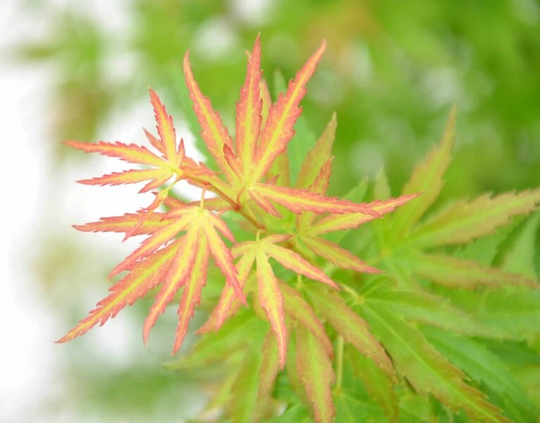 Acer Palmatum Wilson's Pink Dwarf - Totale Hoogte 50-70 Cm - Pot 3 Ltr 3 Acer Palmatum Wilson's Pink Dwarf - Totale Hoogte 50-70 Cm - Pot 3 Ltr - Afbeelding 3