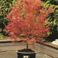Acer Palmatum Wilson's Pink Dwarf - Totale Hoogte 50-70 Cm - Pot 3 Ltr 7 Acer Palmatum Wilson's Pink Dwarf - Totale Hoogte 50-70 Cm - Pot 3 Ltr -Tuin Gloed Verkoop 1991666724