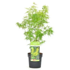 Acer Palmatum Seiryu - Totale Hoogte 50-60 Cm - Pot 3 Ltr -Tuin Gloed Verkoop 1991666784