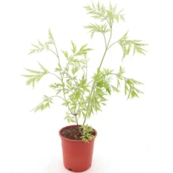Sambucus Nigra Golden Tower - Pot Ø 21 Cm