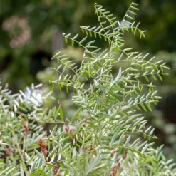 Glycyrrhiza Glabra - Pot Ø 17 Cm -Tuin Gloed Verkoop 1991666937